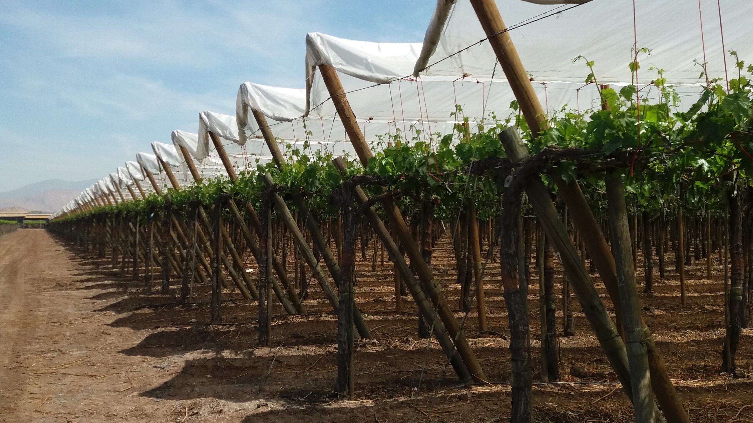 Grupo Armando Alvarez|Grupo Armando Alvarez|Grupo Armando Alvarez|Grupo Armando Alvarez